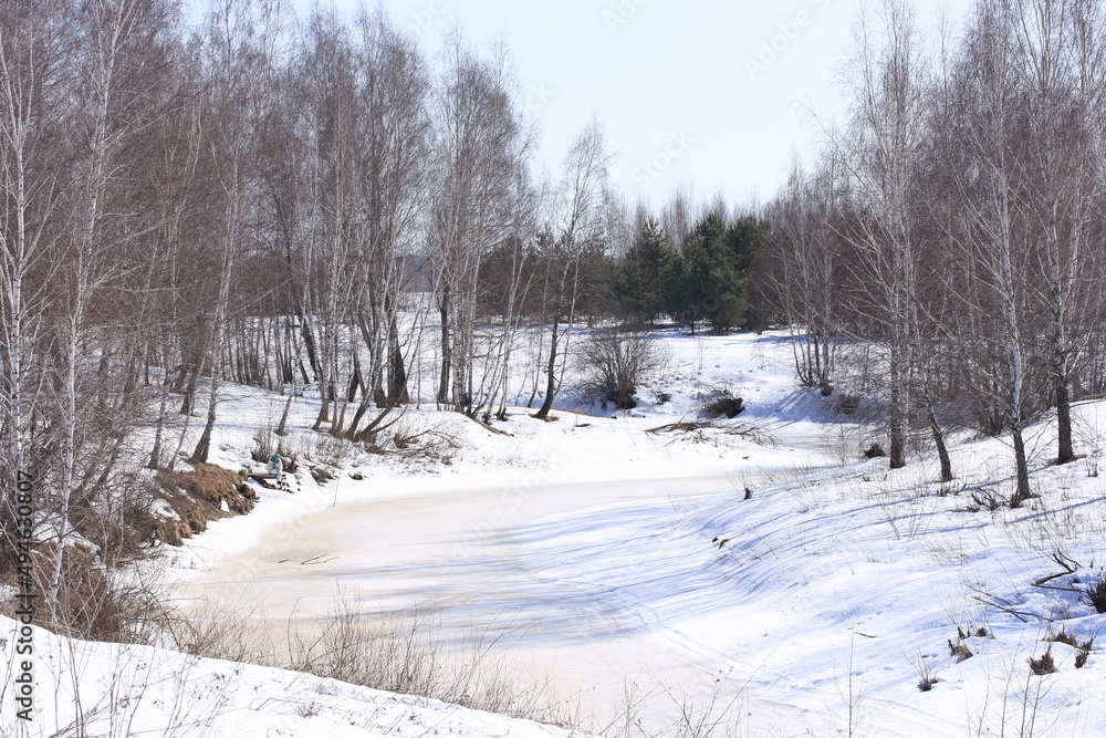 Naklejka premium View of the frozen river bed with birch trees on the shore on a sunny spring day