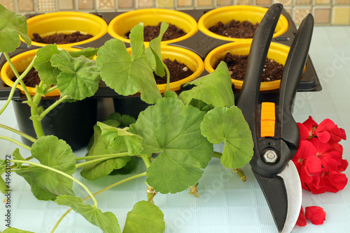 tool for cutting cuttings of pelargonium. Preparing to propagate geranium flowers