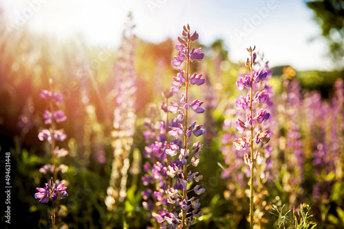 Sunset on a field covered with flowering lupines on summer day.