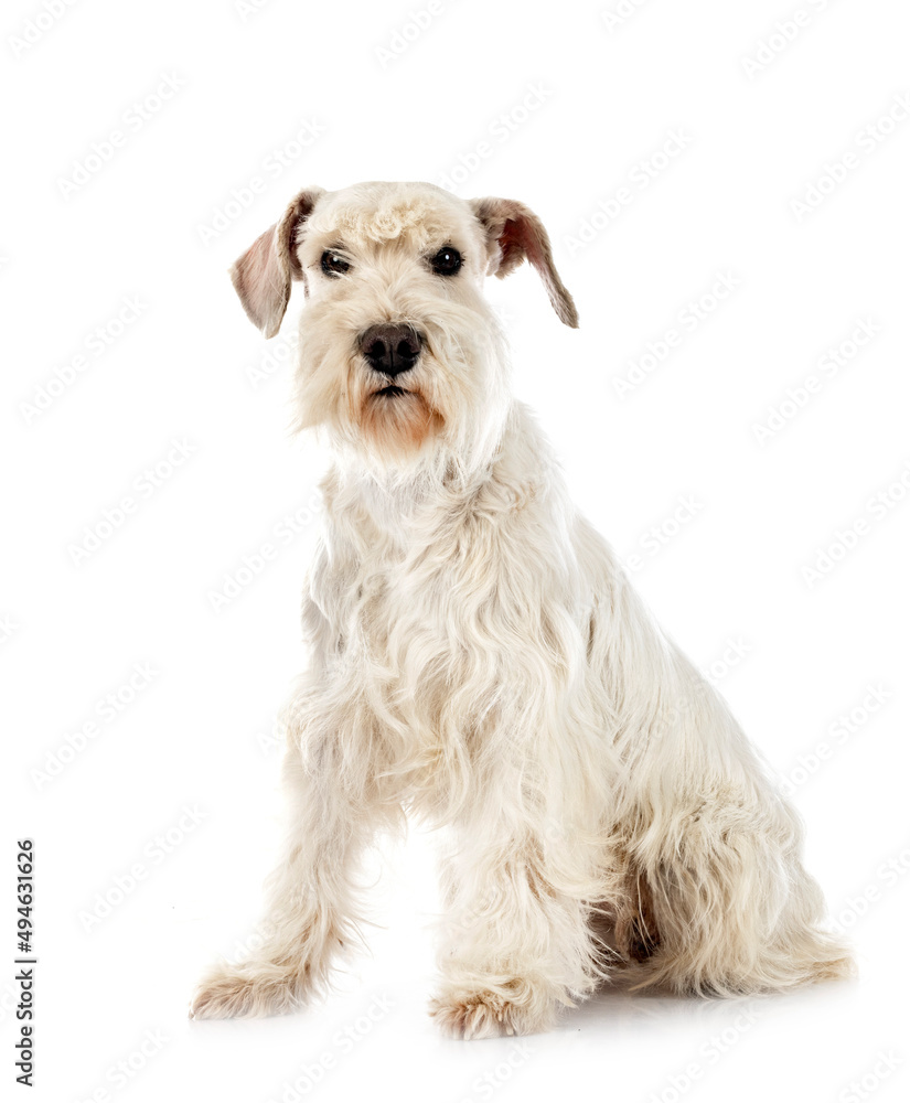 miniature schnauzer in studio