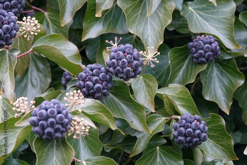 Purple ripe berries of common ivy. Ivy berries are somewhat poisonous to humans, but ivy extracts are part of current cough medicines. High quality photo photo