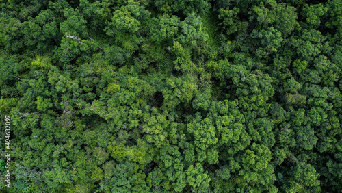 green moss background © fidley