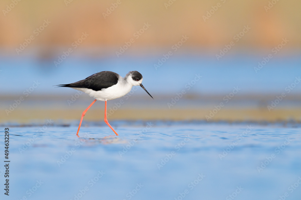 Fine art portrait of Black winged stilt at sunrise (Himantopus himantopus) Fine art portrait of Black winged stilt at sunrise (Himantopus himantopus)