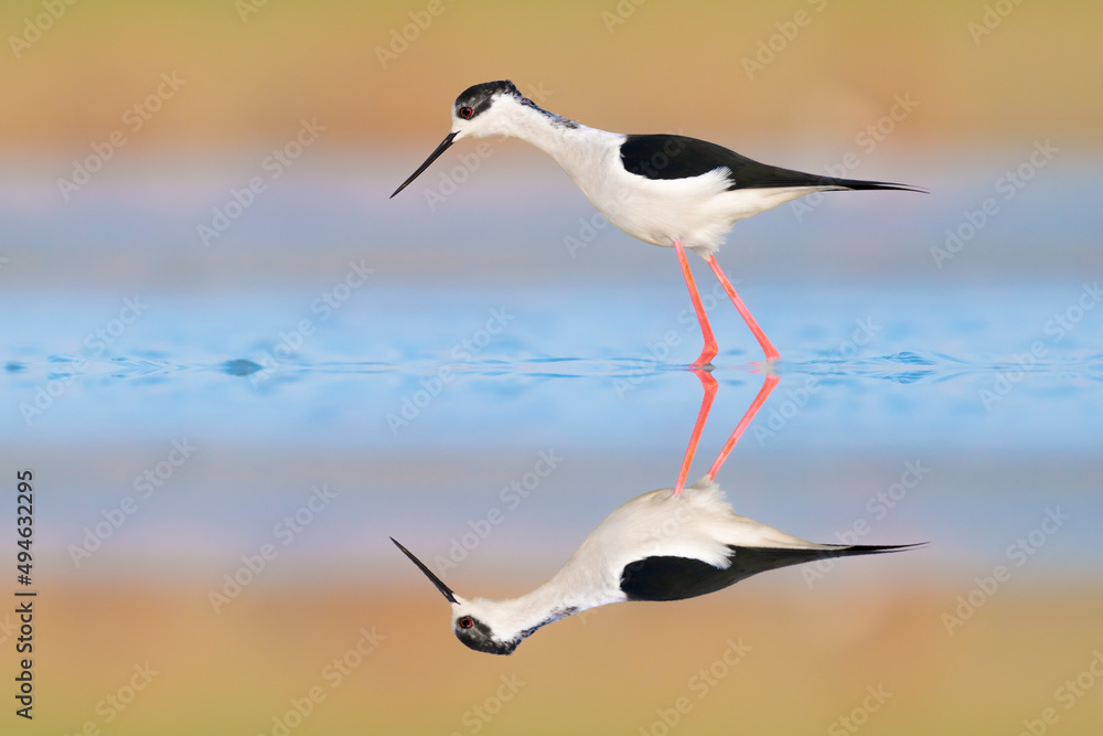 Sunrise in the wetlands, the wonderful Black winged stilt at mirror (Himantopus himantopus) Sunrise in the wetlands, the wonderful Black winged stilt at mirror (Himantopus himantopus)