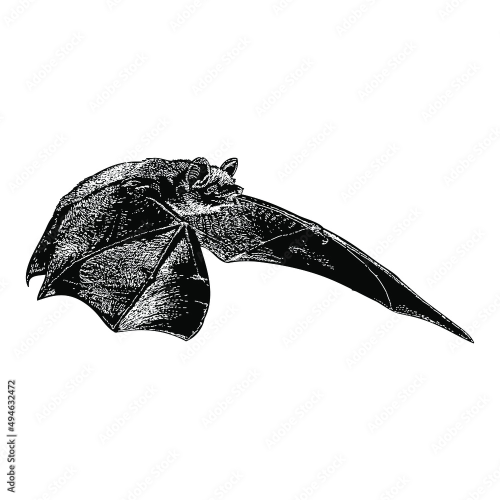 flying bat hand drawing vector illustration isolated on white