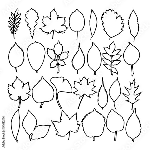 Set autumn leaves.The contours of the leaves of various trees. Vector illustration isolated on a white background for design and web.