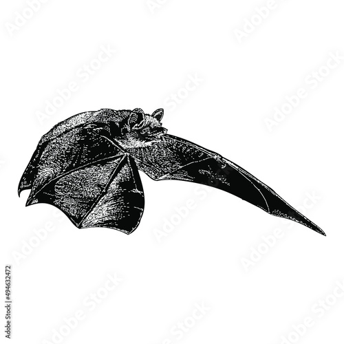 flying bat hand drawing vector illustration isolated on white background