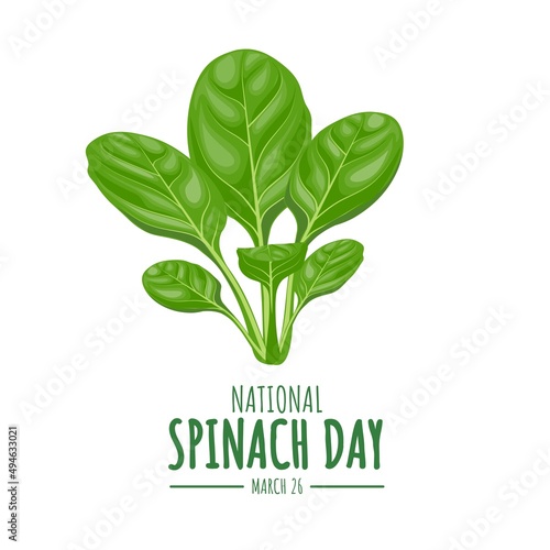 Vector illustration, fresh spinach leaves isolated on white background, as a banner, poster or template, national spinach day.