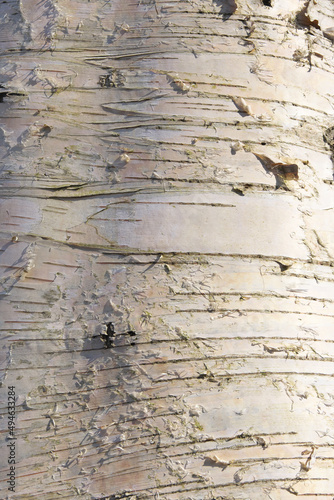 Natural birch background. White birch bark.