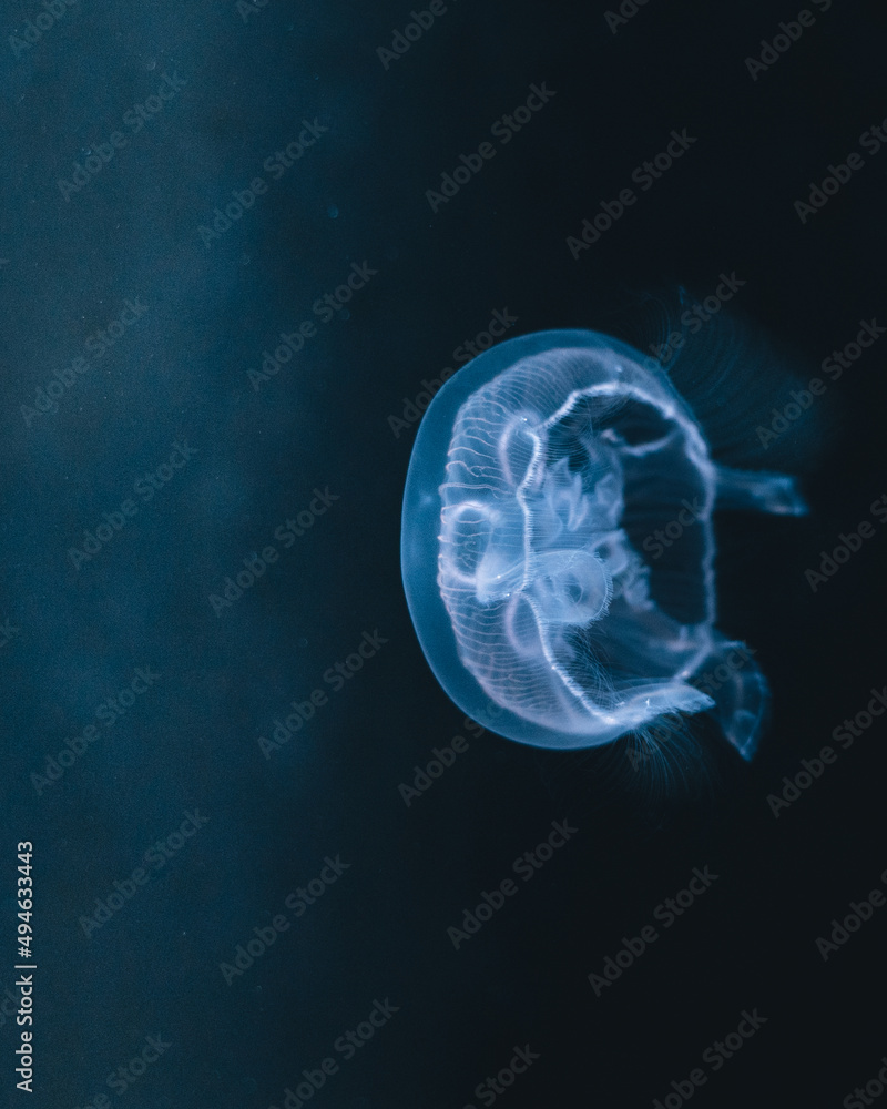 Jellyfish Jellyfish