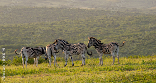 Zebra im Naturreservat Hluhluwe Nationalpark S  dafrika