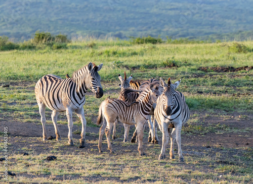 Zebra im Naturreservat Hluhluwe Nationalpark S  dafrika