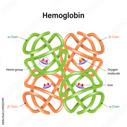 Structure of hemoglobin molecule. Proteins in red blood cells and help transport oxygen. α and β subunits. Heme groups, ron atoms and oxygen molecule. photo