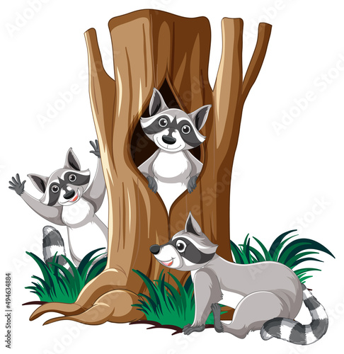 Three raccoons in the garden