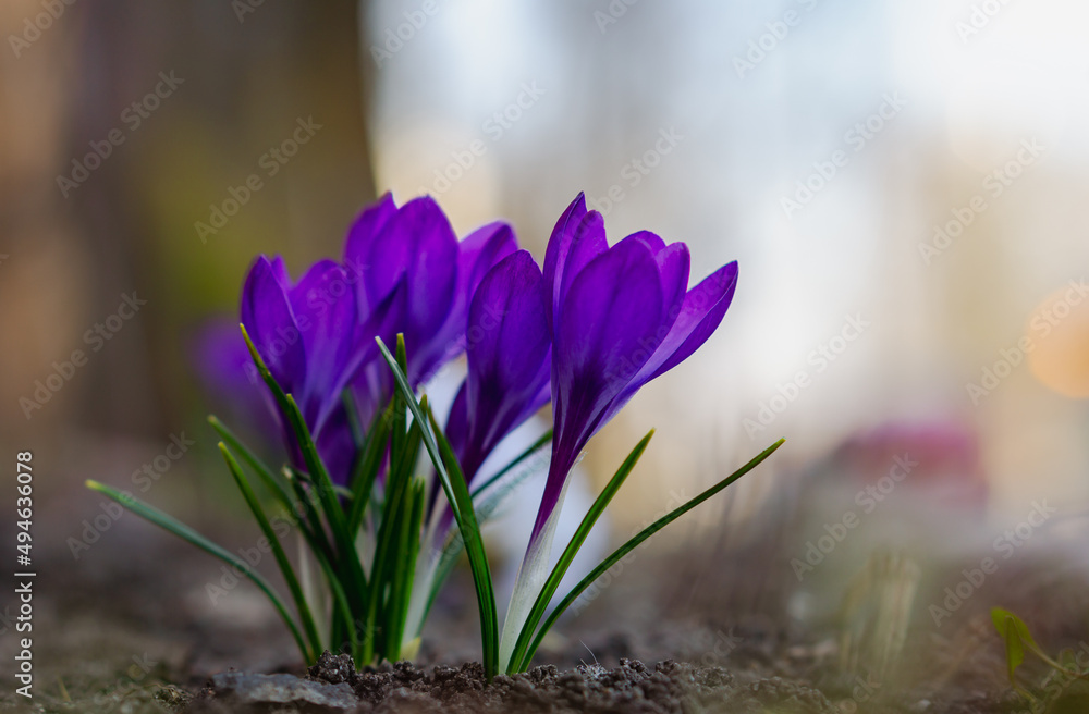 Purple Crocus Flowers in Spring close up
