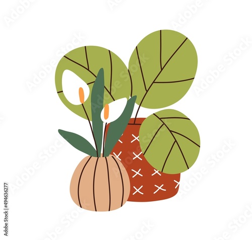 Potted plants, green-leaf and floral. Blooming calla lily flower and foliage ...