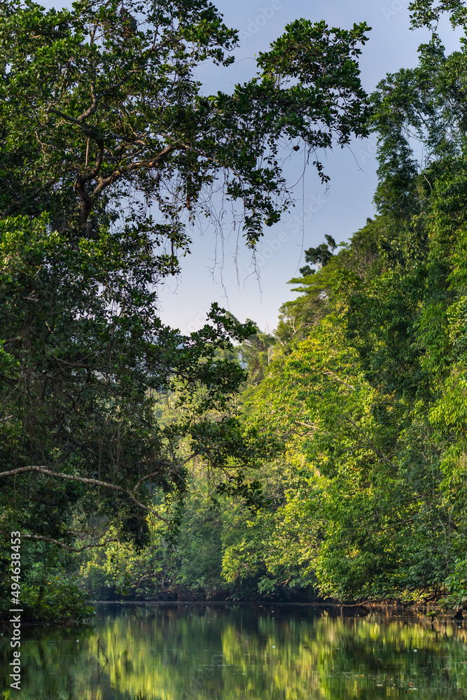 Small Branch of Daintree River in Rainforest, Queensland, Australia