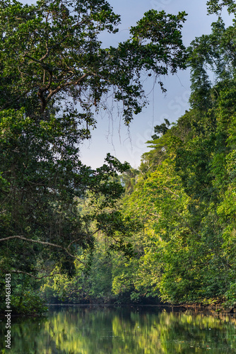 Small Branch of Daintree River in Rainforest, Queensland, Australia