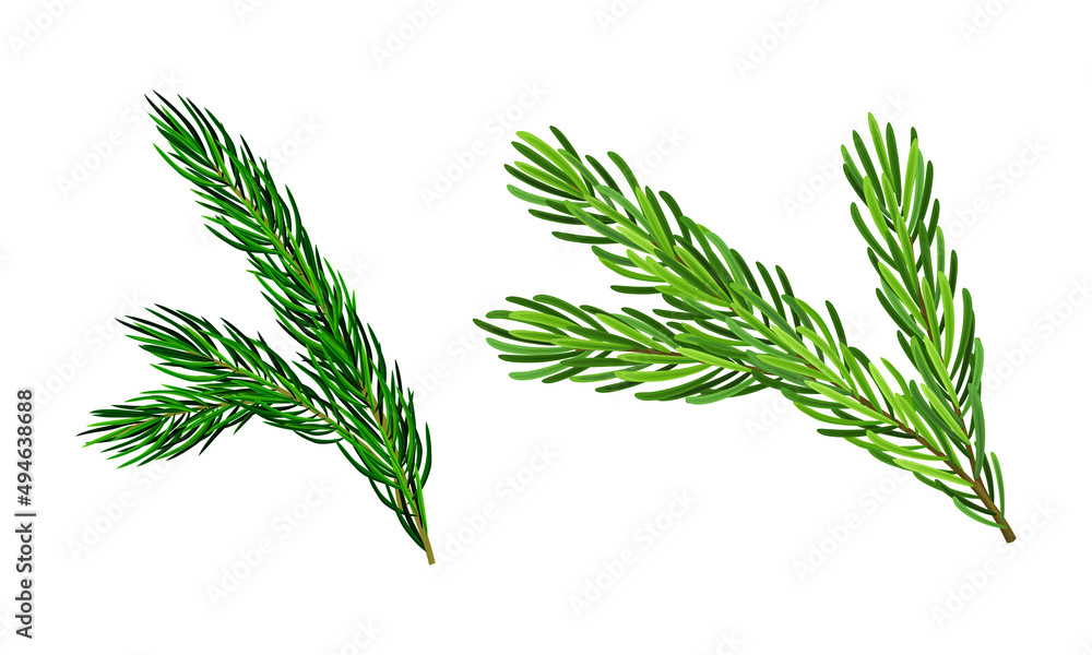 Obraz premium Green pine tree branches set cartoon vector illustration on white background