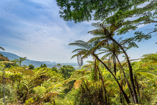 View over Rainforest from Mount Alexandra Lookout, Queensland, Australia