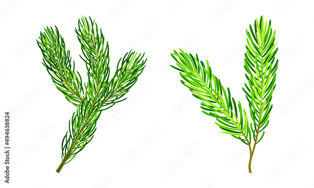 Green pine tree branches for Chrismas decoration cartoon vector illustration