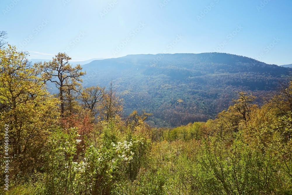 Autumn mountain landscape. Yellow trees on a clear day.