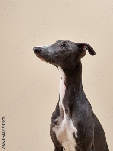 Slika na platnu Portrait of a greyhound dog. handsome whippet in a photo studio