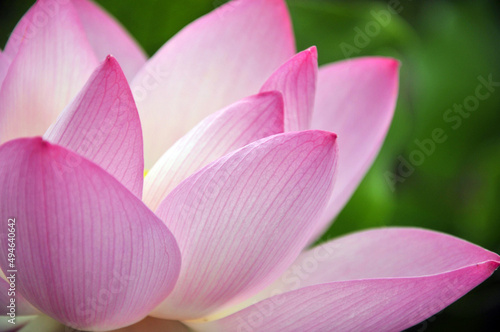 Blossoming lotus flowers