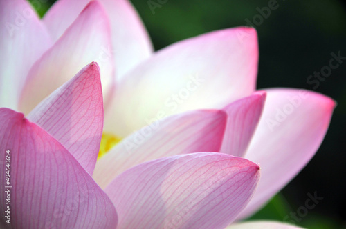 Blossoming lotus flowers