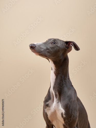 Fotografie Portrait of a greyhound dog. handsome whippet in a photo studio