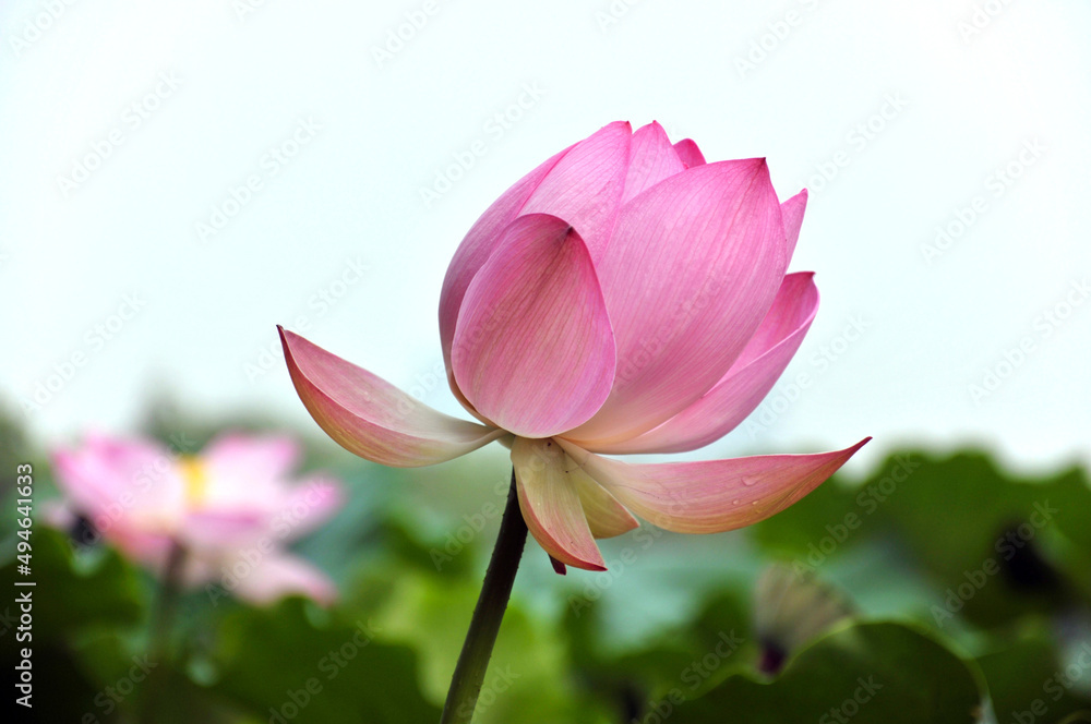 Obraz premium pink lotus flower in garden