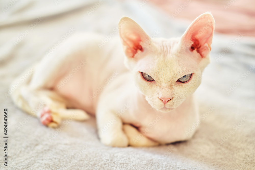 Sphynx Devon Rex cat close-up. Portrait of a pet.