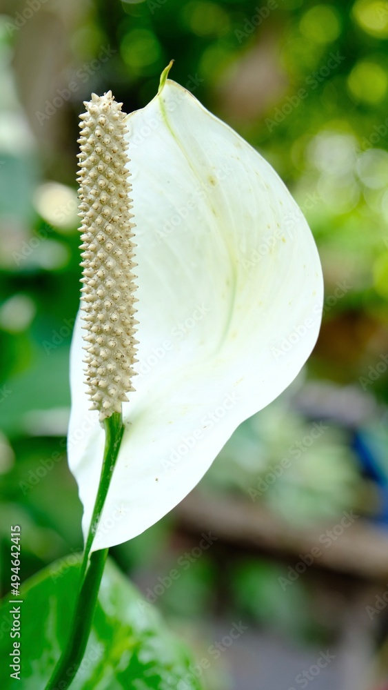 Spathiphyllum Common Name Mauna Loa Peace Lily, Peace Lily, Spathe Flower White Sails Spathiphyllum Common Name Mauna Loa Peace Lily, Peace Lily, Spathe Flower White Sails