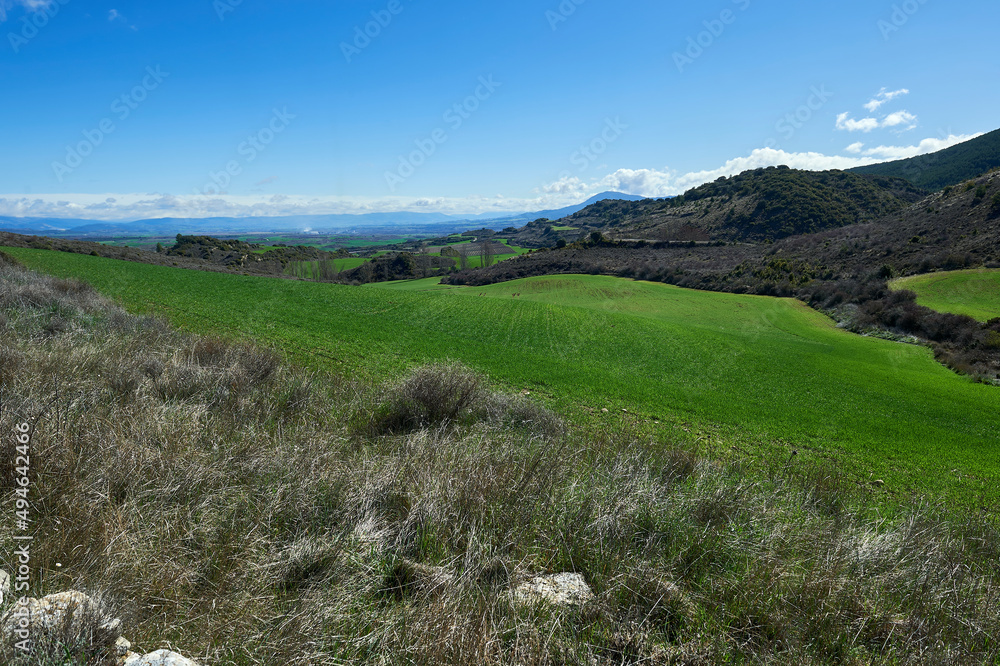 Naklejka premium landscape of green cereal crop field in spring