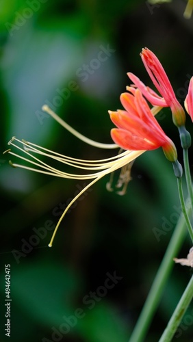 Selective focus Eucrosia bicolor flower in a garden,(Eucrosia bicolor Ker Gawl, Peruvian Lily, Eucrosia) photo