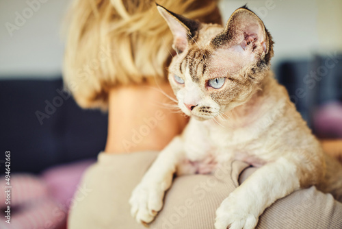 Fototapeta Naklejka Na Ścianę i Meble -  Sphynx Devon Rex cat close-up. Portrait of a pet.