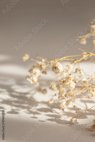 Abstract floral background with dry small gypsophila flowers with shadow on a beige background. Variable focus vertical format
