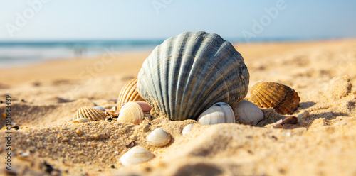Fototapeta Naklejka Na Ścianę i Meble -  landscape with shells on beach
