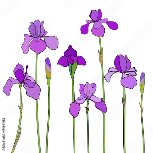 Hand drawn purple irises with no background