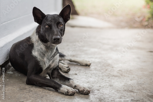 Fotografia The female dog black and white