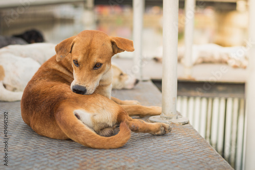 Quadro em tela Homeless dog,Stray dog,Vagrant dog in Thailand,Stray dog trying to remove fleas