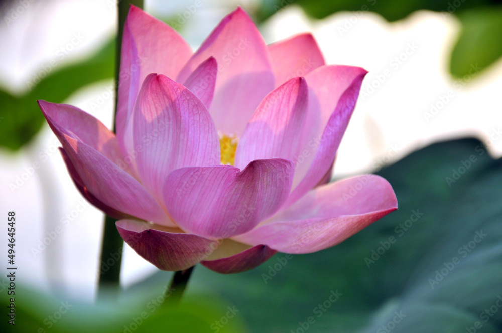 Blossoming lotus flower Blossoming lotus flower
