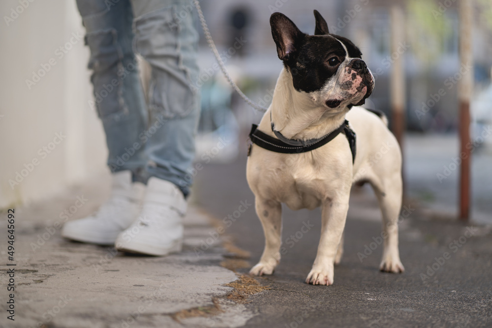 Portrait of a French bulldog puppy dog standing on the feet of his owner in the old city center