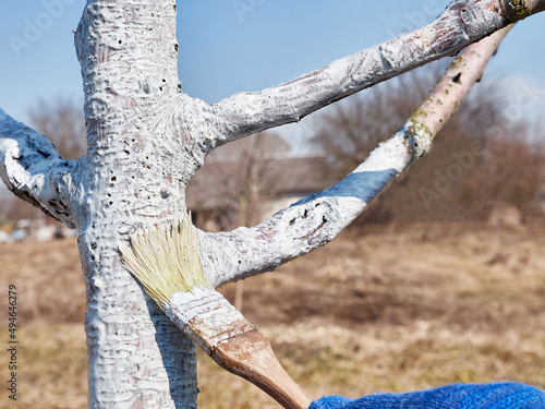 Spring whitewashing of fruit trees. Protect trees from pests and sunburn. Spring work in the garden. Caring for fruit trees in the spring.