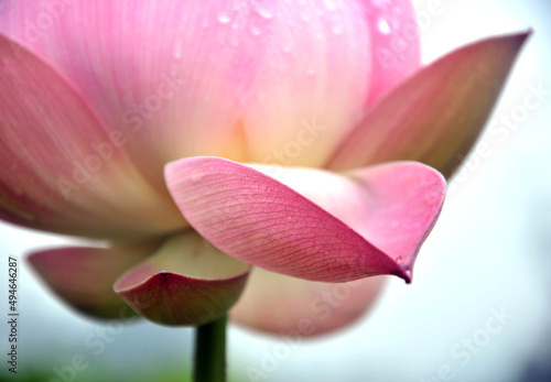 Blossoming lotus flower