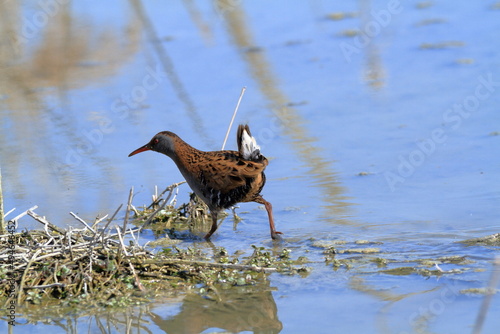 water rail swamps lakes and rivers in europe photo