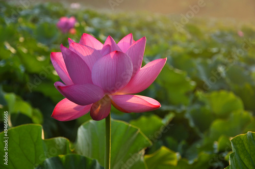 pink lotus in the garden