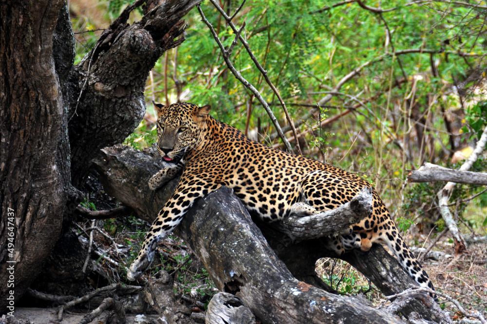Obraz premium Resting in the shade - Sri Lankan Leopard