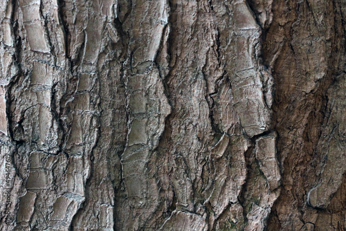 Close-up of the texture of the bark of the tree, the wooden background.