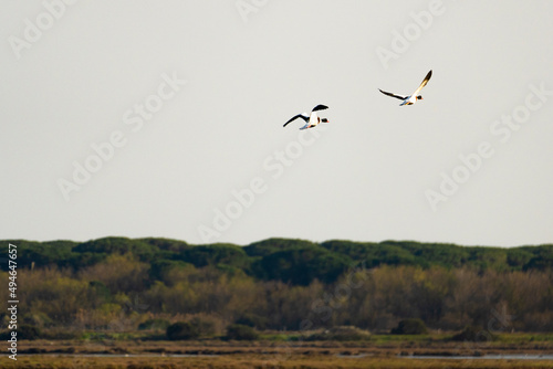 Tuscany  Castiglione della Pescaia nature reserve of Diaccia Botrona  volpoca   Tadorna tadorna shelduck couple in flight